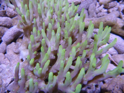 SPS CORALS