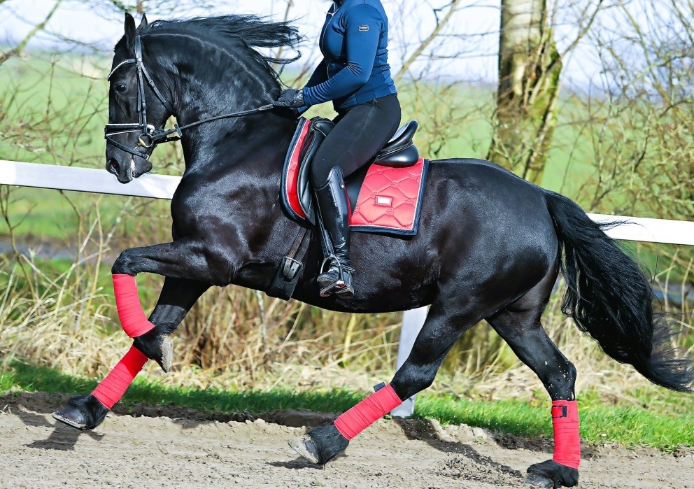 Friesian Stallions for Sale.